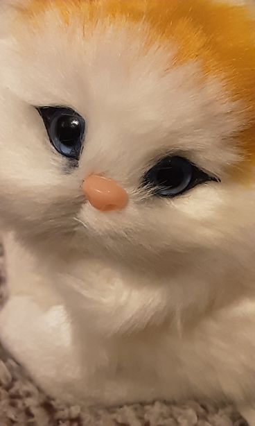تصویر از گربه موزیکال نشسته